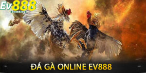 Đá Gà Online ev888